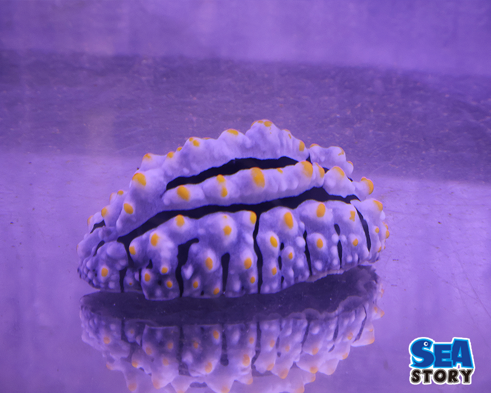 コイボウミウシ