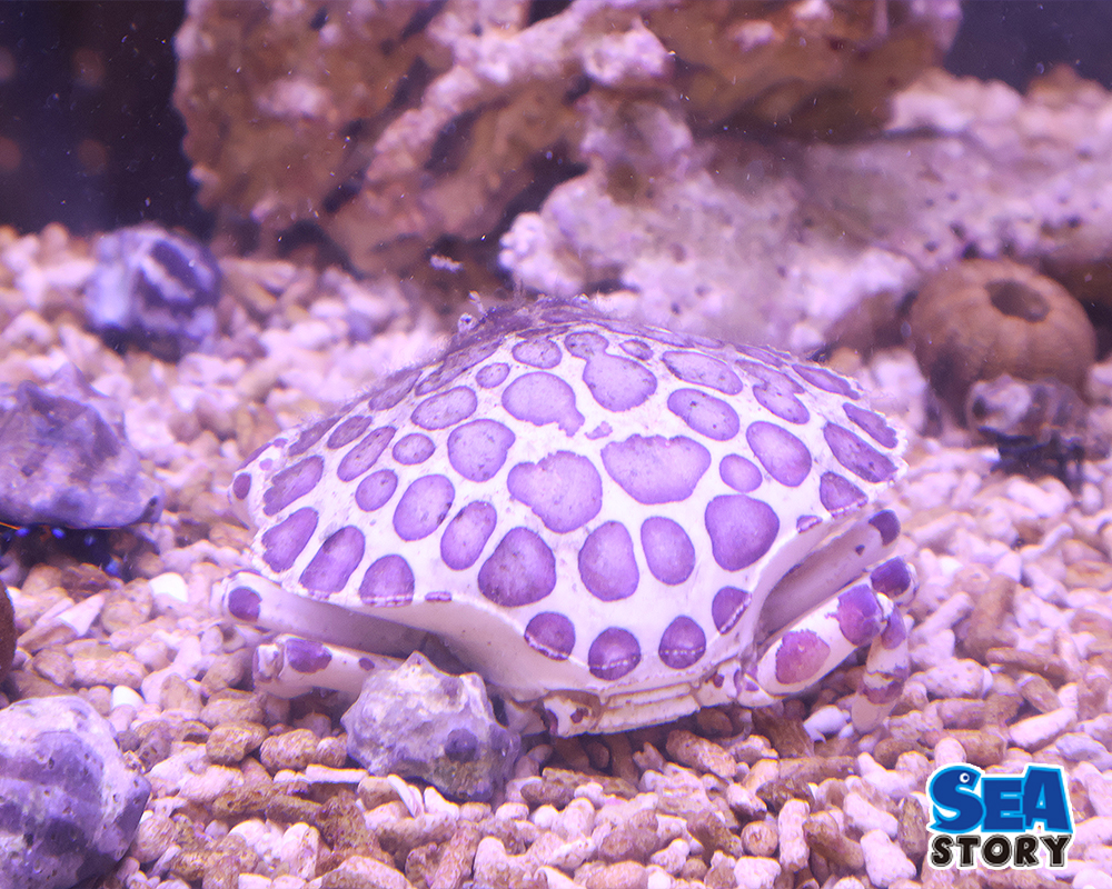 キャリコクラブ