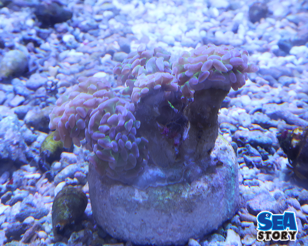 ナガレハナサンゴ　ブランチ