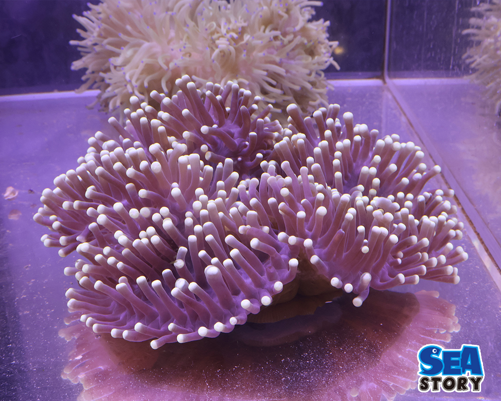 センジュイソギンチャク