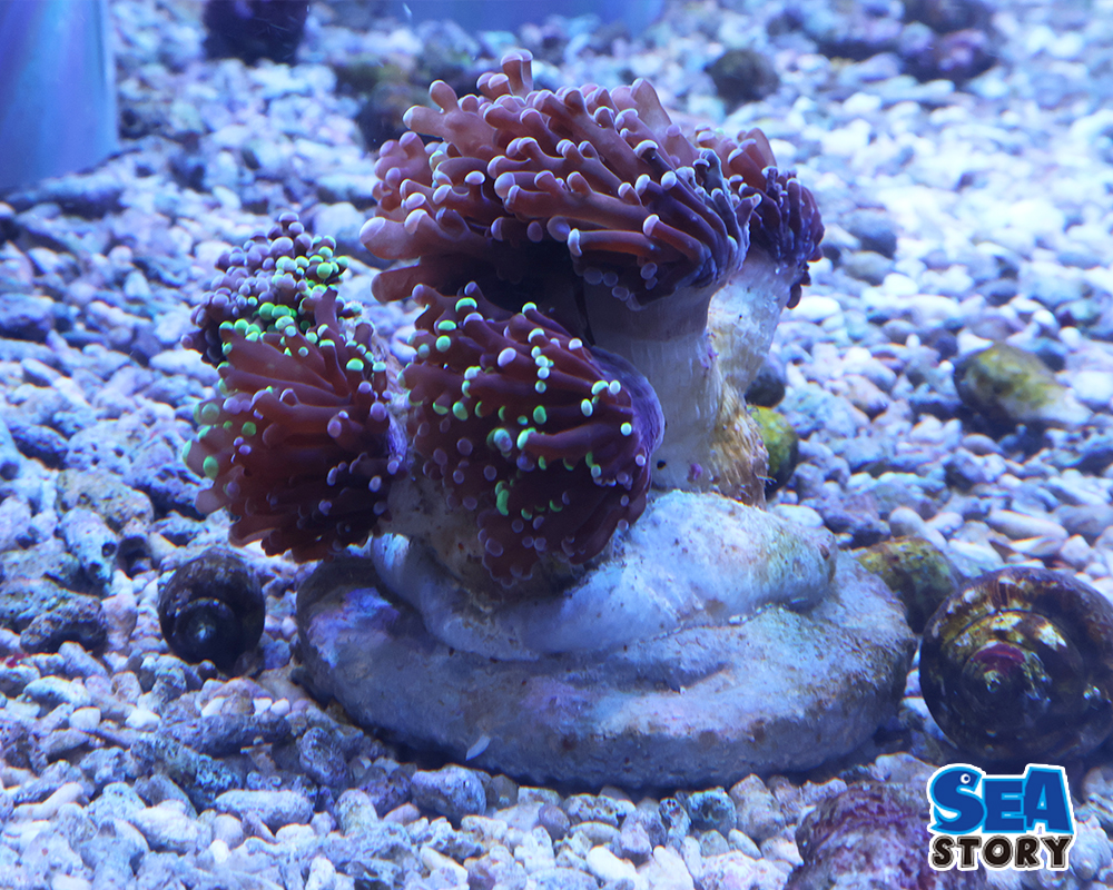 タコアシブランチ