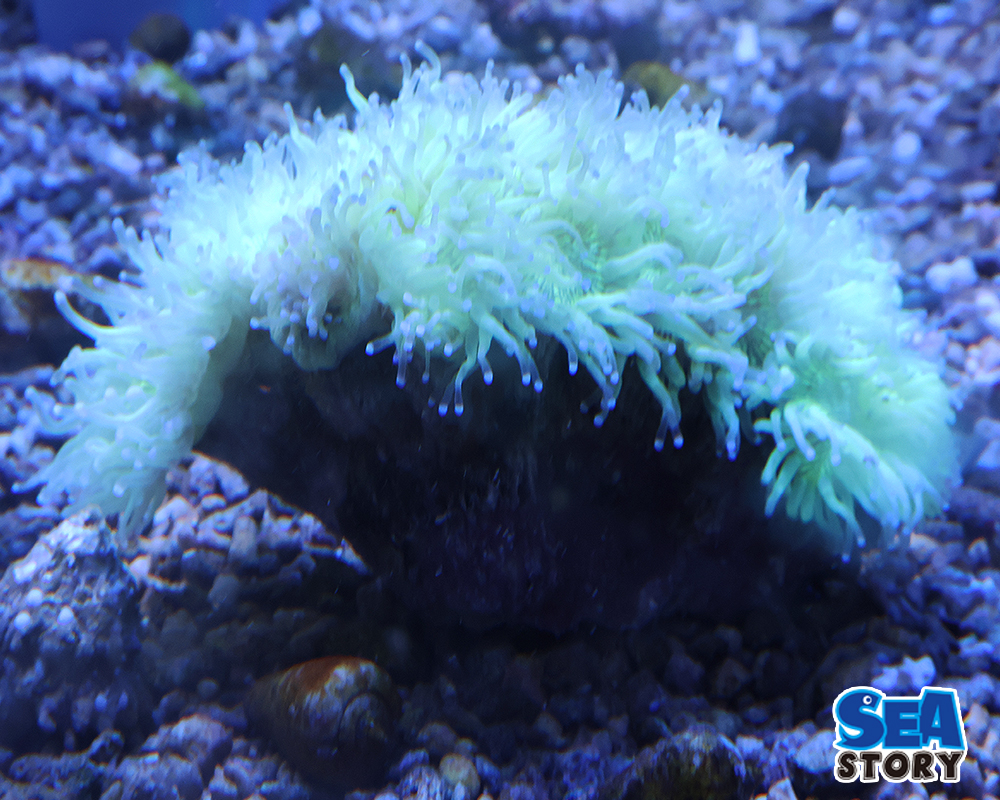 トランペットコーラル