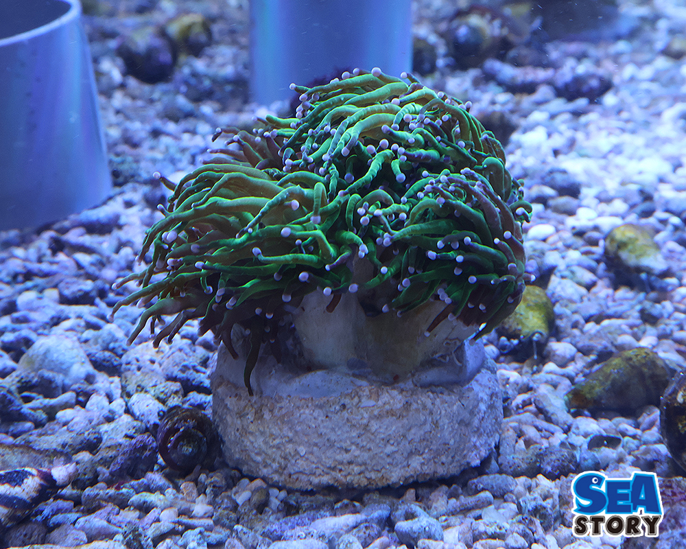 ツツマルハナサンゴ