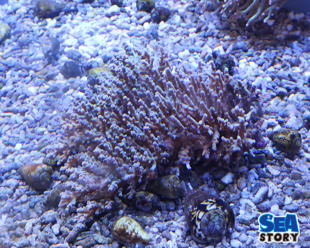 20250501-yaeyamasannmidoriisi1