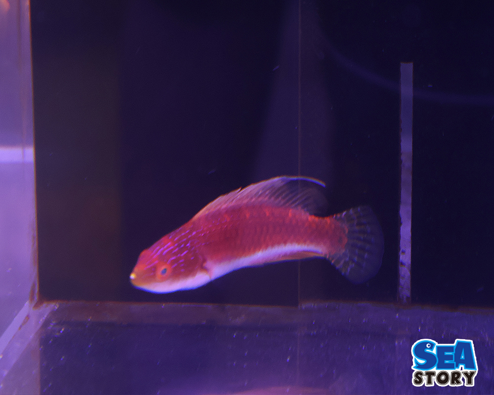 ナオコズフェアリーラス