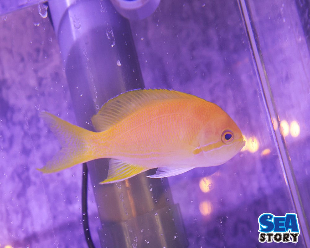 スミレナガハナダイ　メス