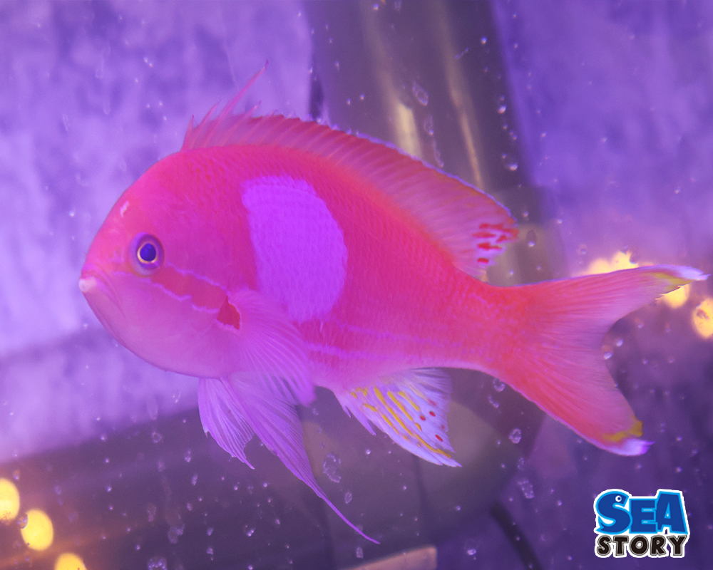 スミレナガハナダイ　オス