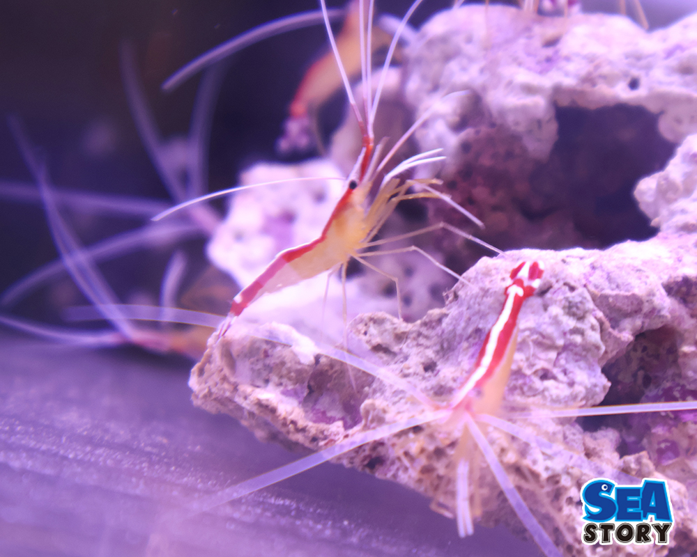 スカンクシュリンプ