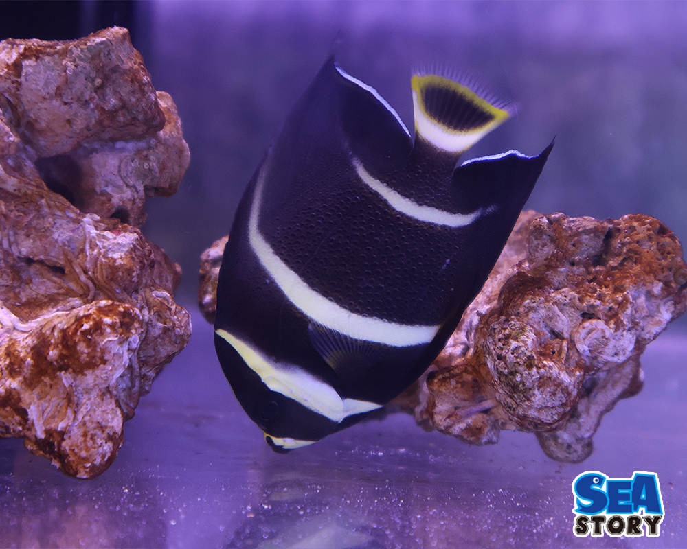 グレーエンゼル　ハーフアダルト