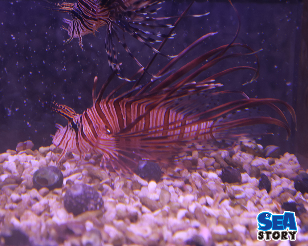 ハナミノカサゴ