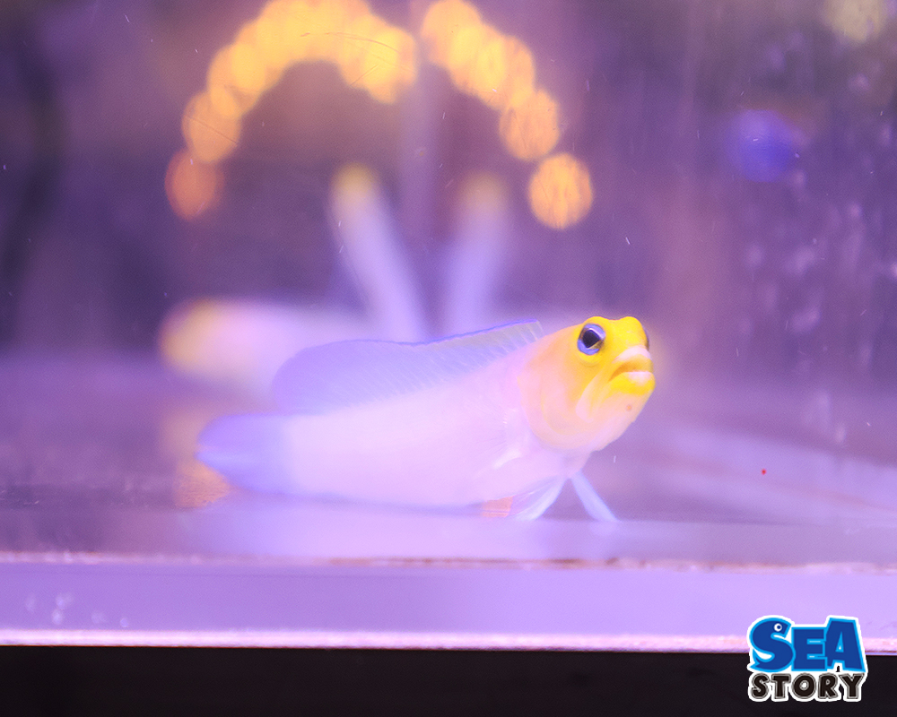 イエローヘッドジョー