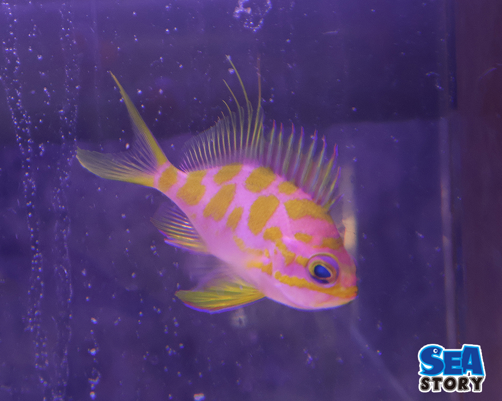 マダラハナダイ