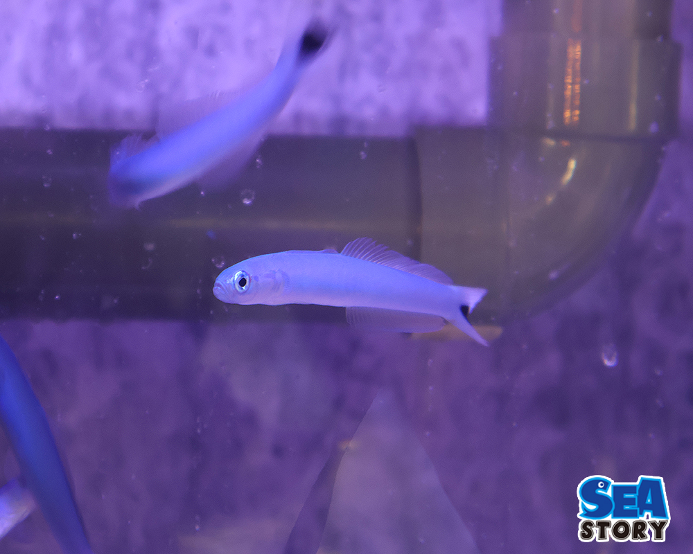 オグロクロユリハゼ