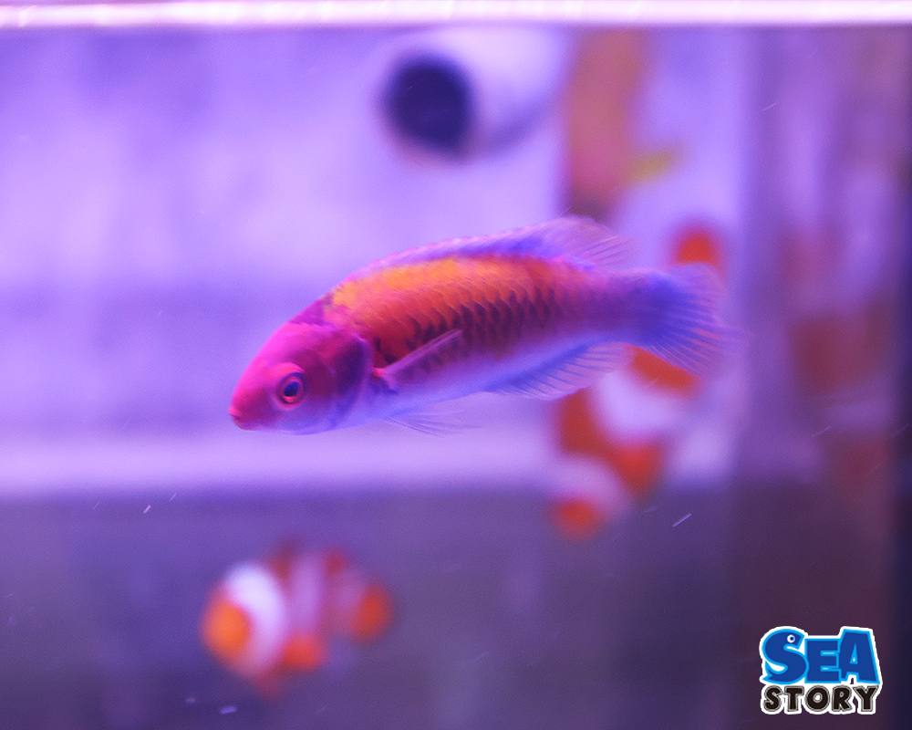 オレンジバックフェアリーラス