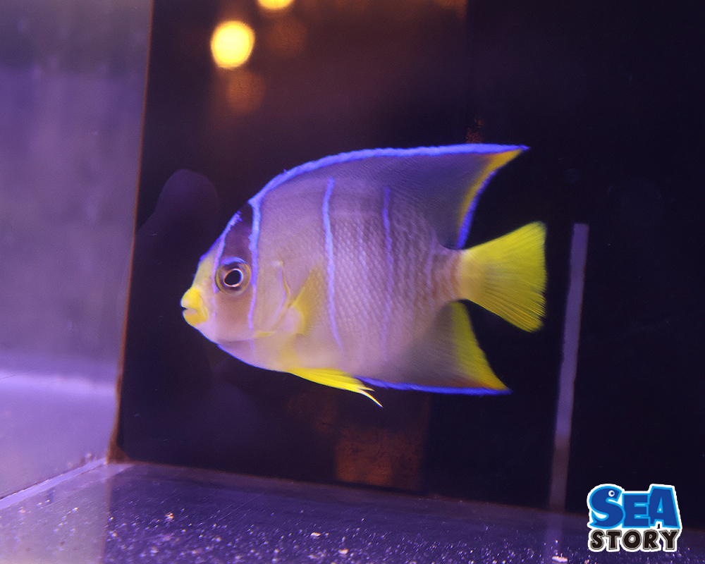 ブルーエンゼル　SM