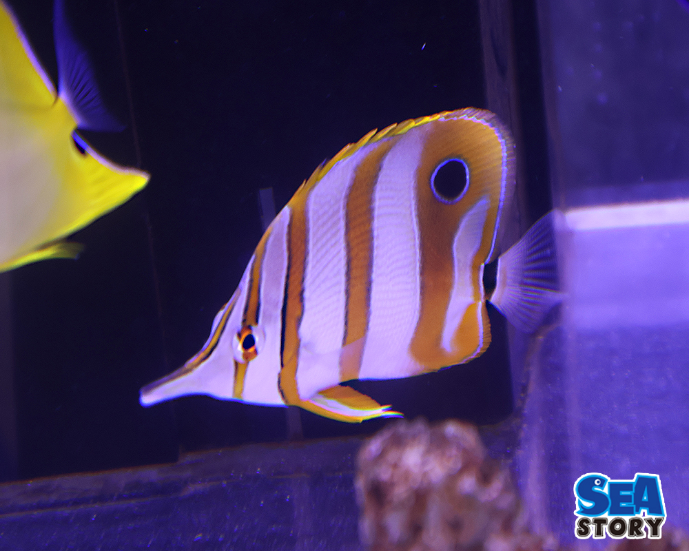 ハシナガチョウ