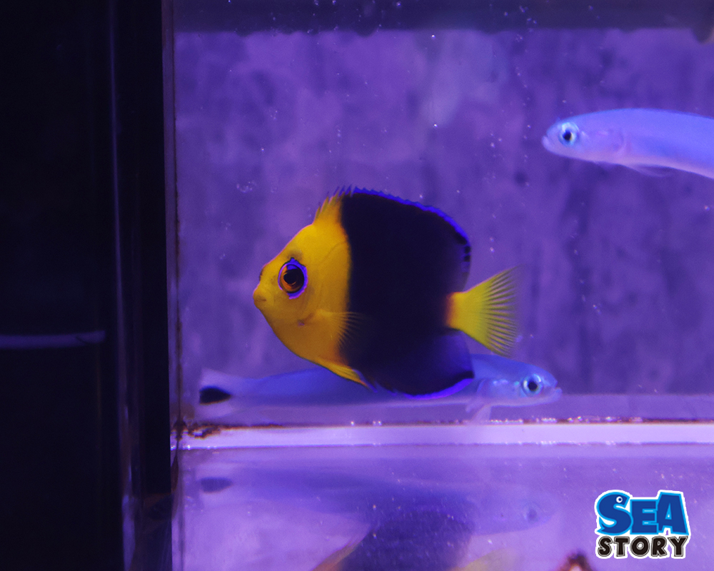 ココスピグミーエンゼル