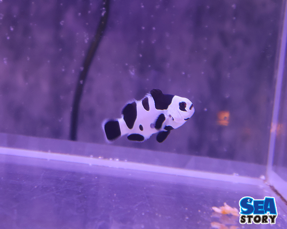 ブラックストーム