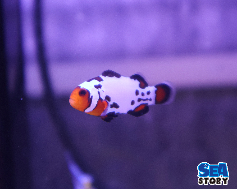 プレミアムフロストバイト