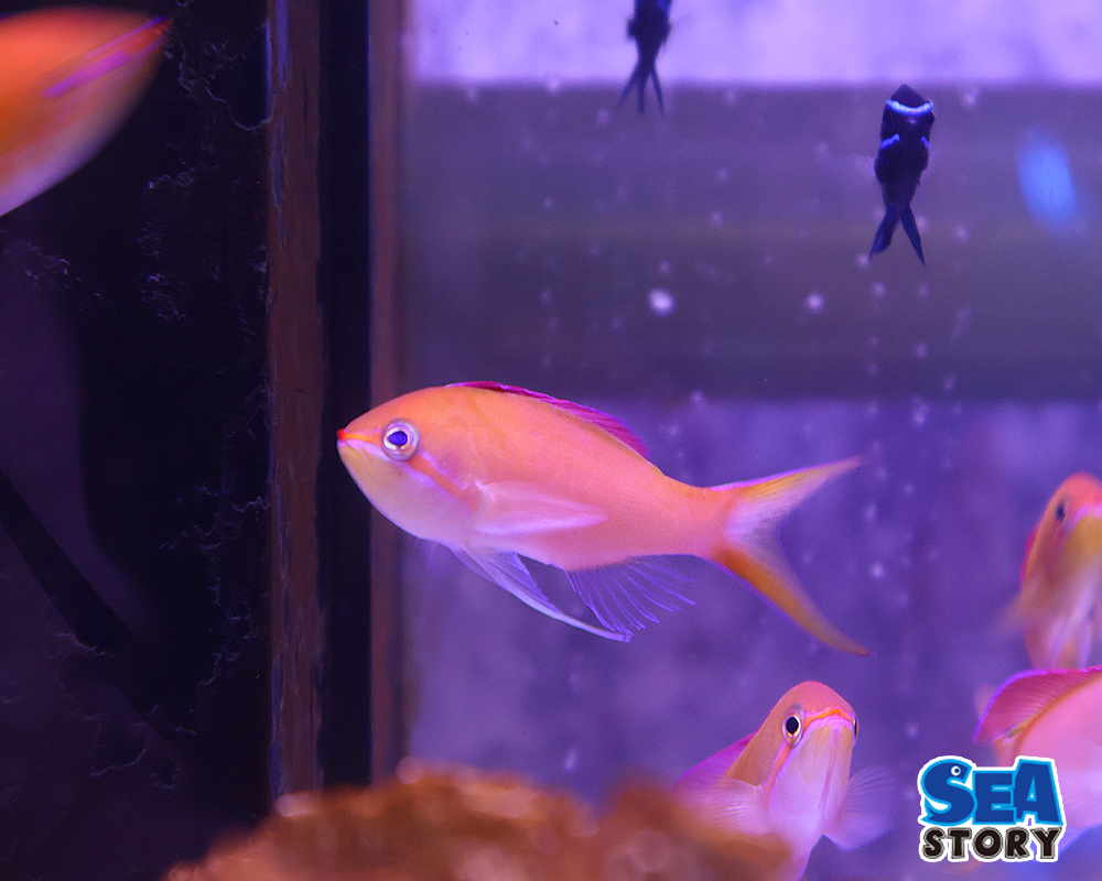 アカネハナゴイ