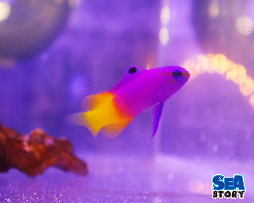 ロイヤルグラマ