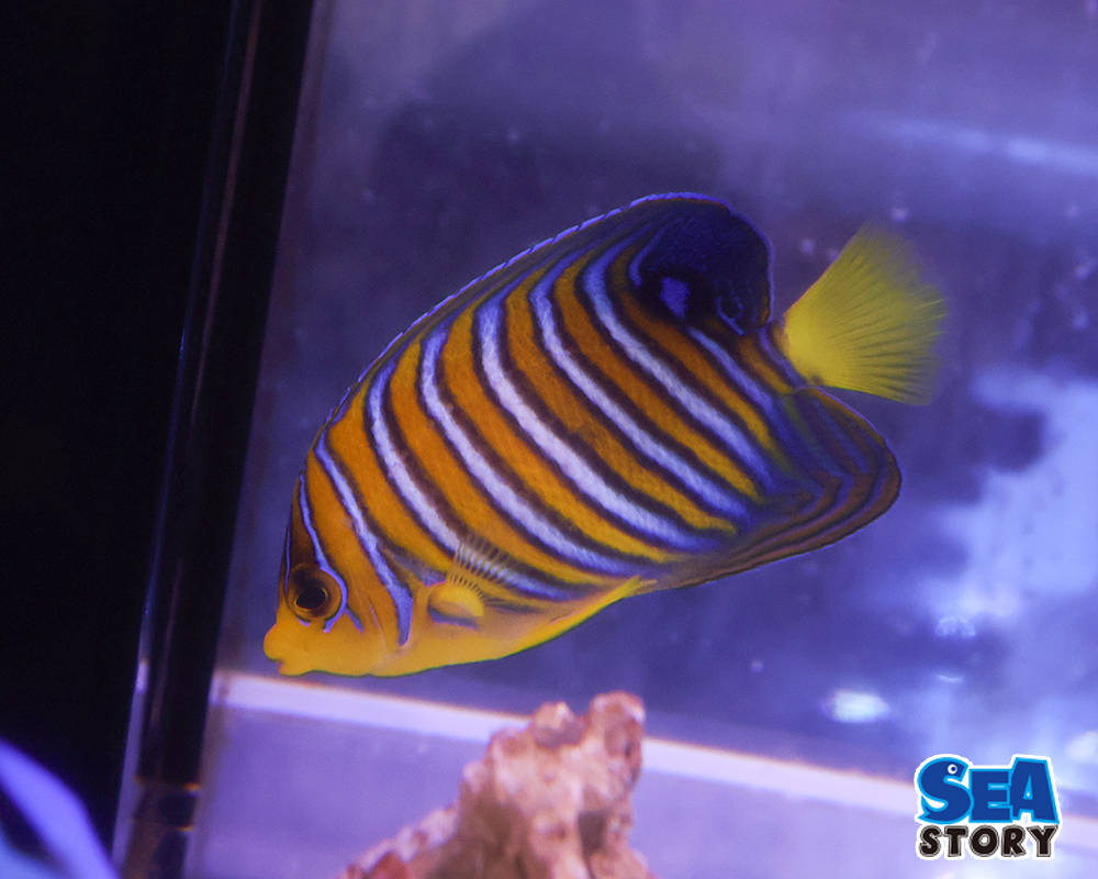 インドニシキヤッコ