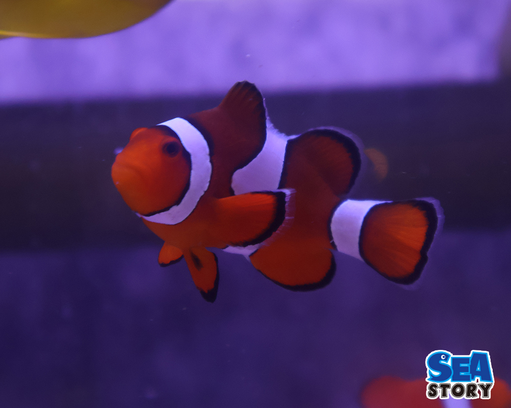 カクレクマノミML