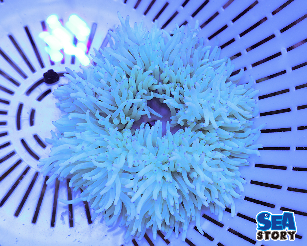 シライトイソギンチャク