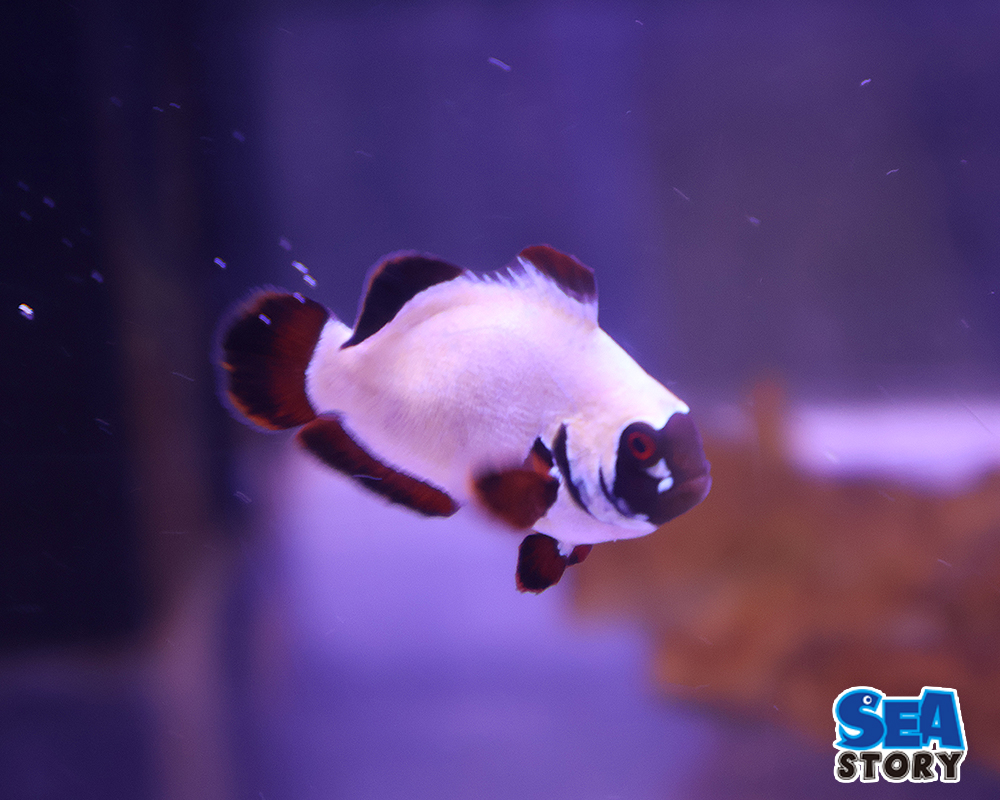 ショートボディマロン