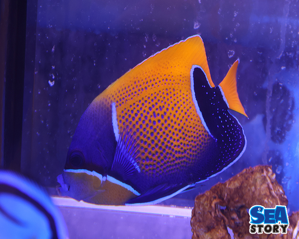 イナズマヤッコ　L