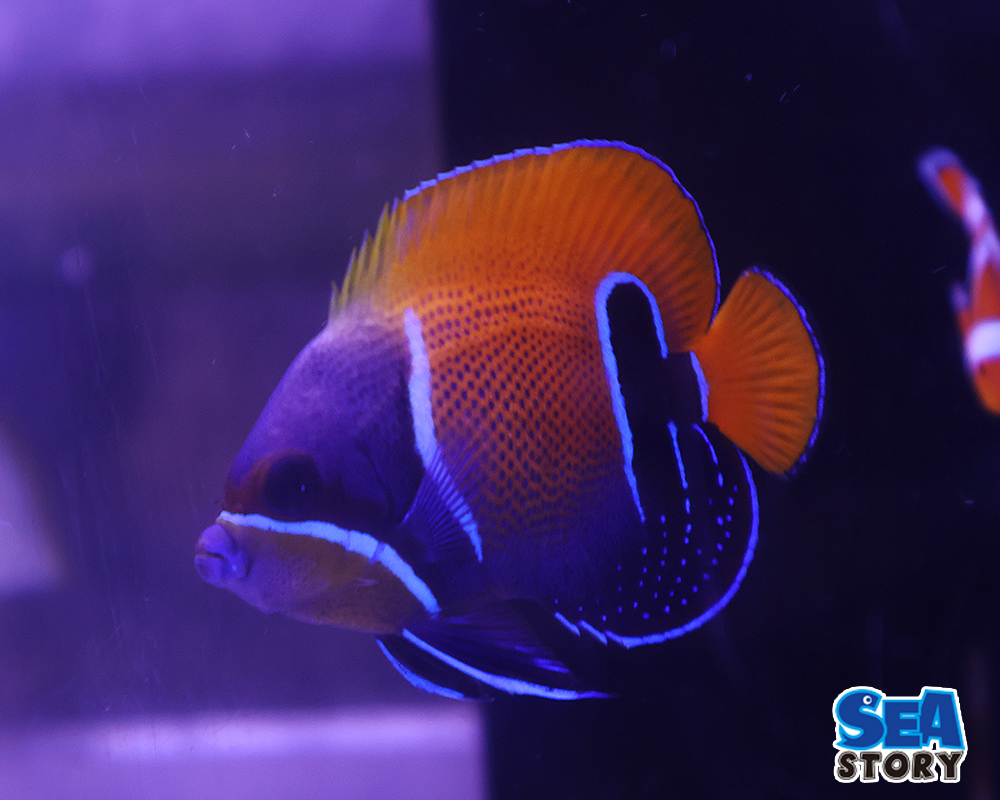 イナズマヤッコ　SM