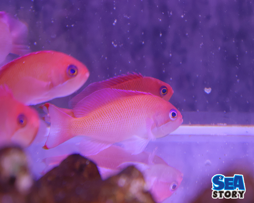 ケラマハナダイ