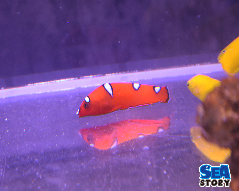 ツユベラ　幼魚