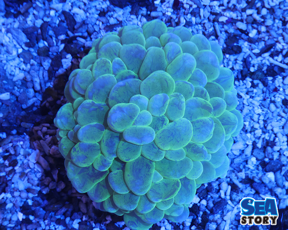 バブルコーラル