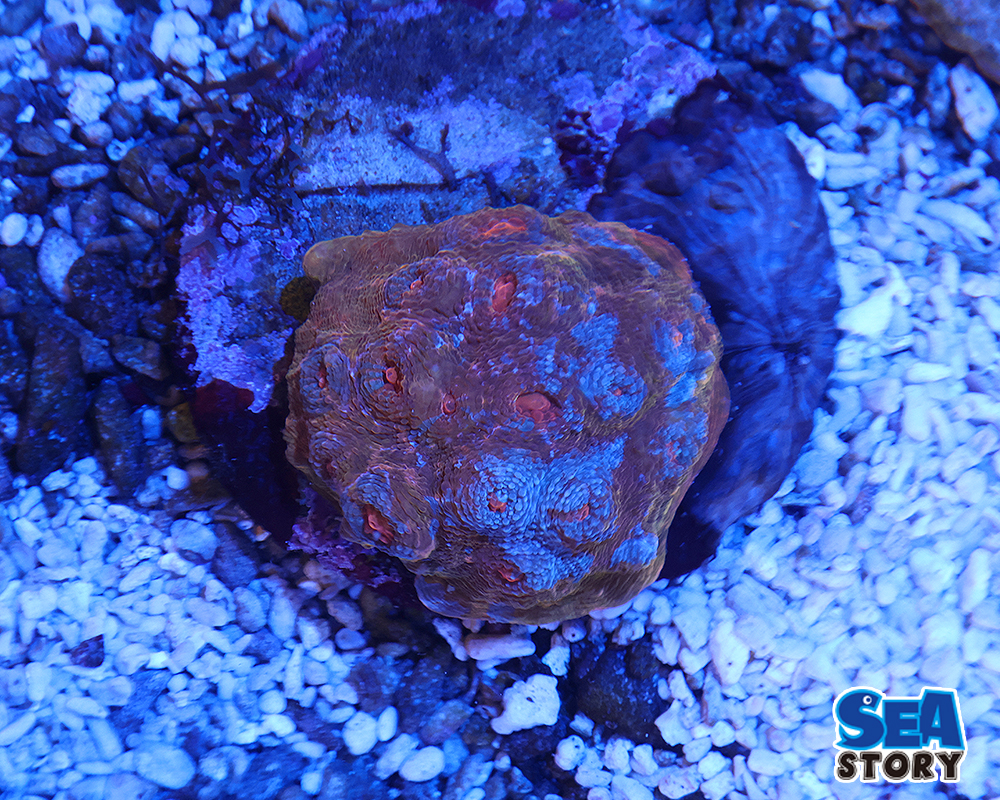 キッカサンゴ　スペシャルカラー　トリカラ―