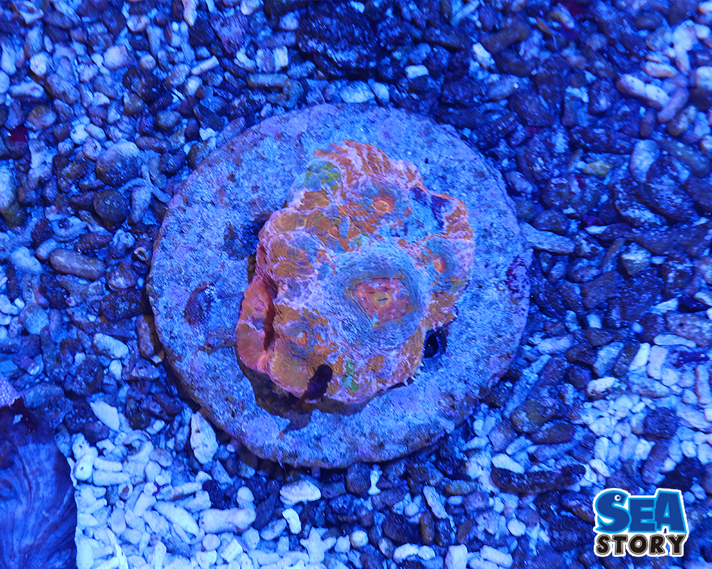 キッカサンゴ　スペシャルカラー　トリカラ―