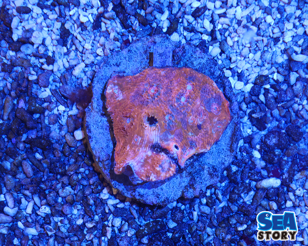 キッカサンゴ　スペシャルカラー　トリカラ―