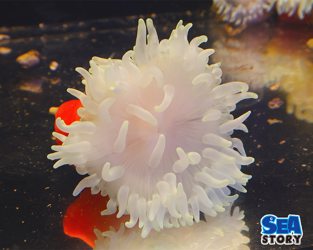 LT　イソギンチャク