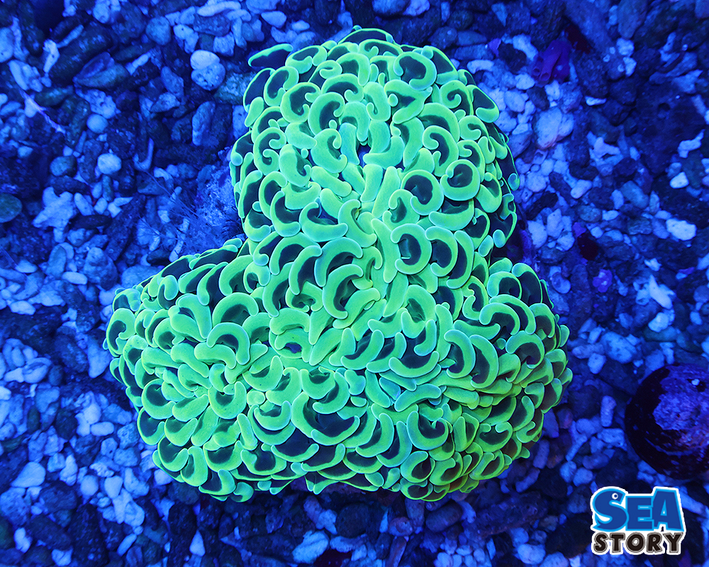 ナガレハナサンゴ　ゴールド