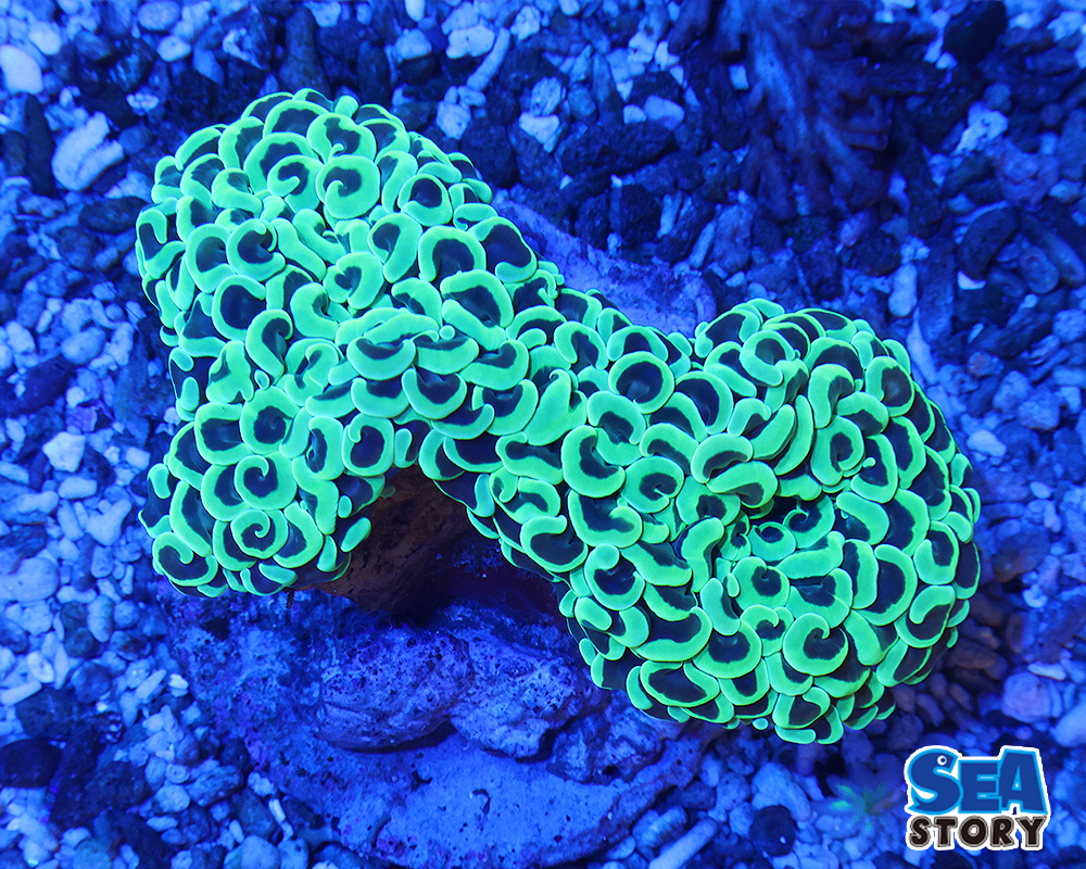 ナガレハナサンゴ　グリーン
