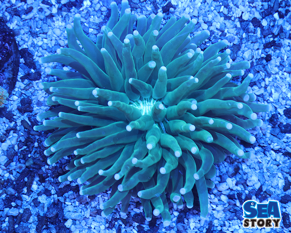 パラオクサビライシ　グリーン