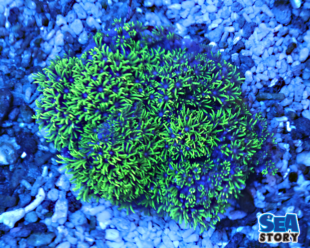 スターポリプ　メタリックグリーン