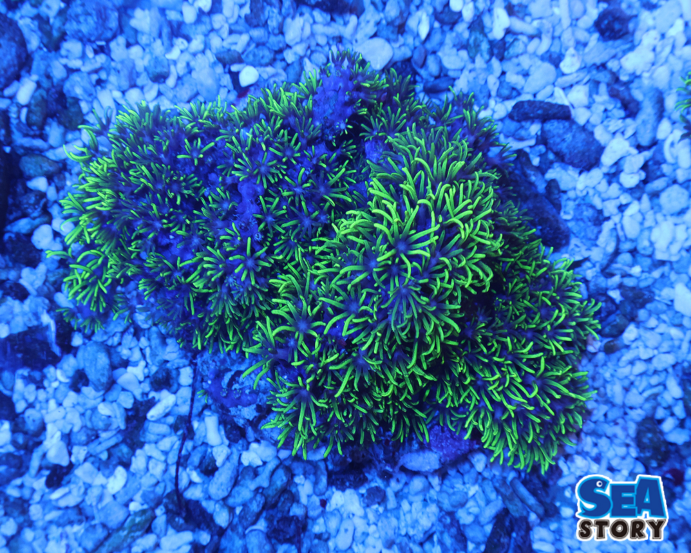 スターポリプ　メタリックグリーン