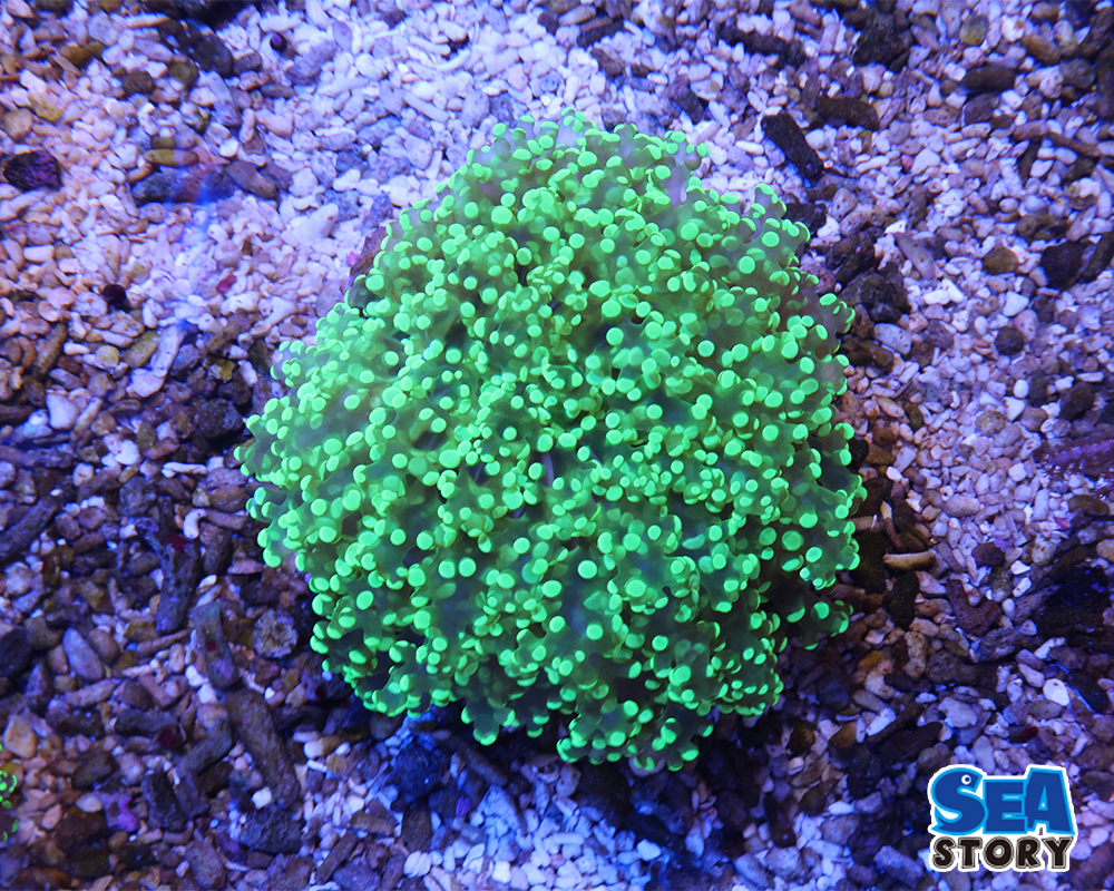 タコアシサンゴ　グリーン