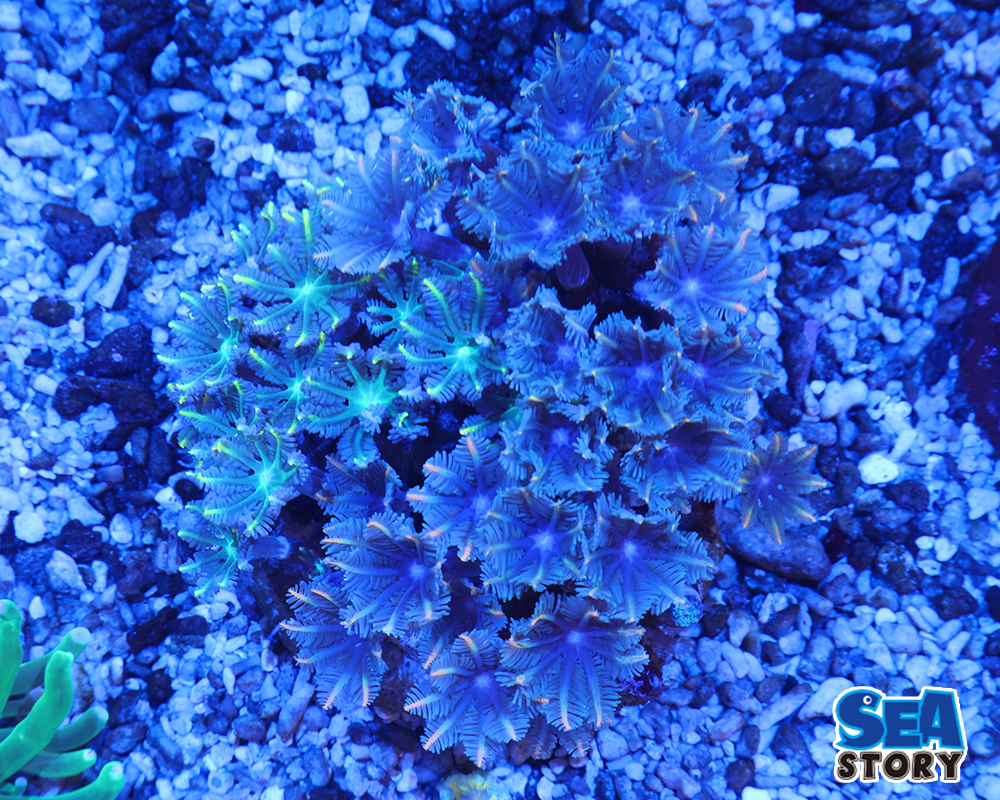 ツツウミヅタ　グリーン　オレンジポリプ