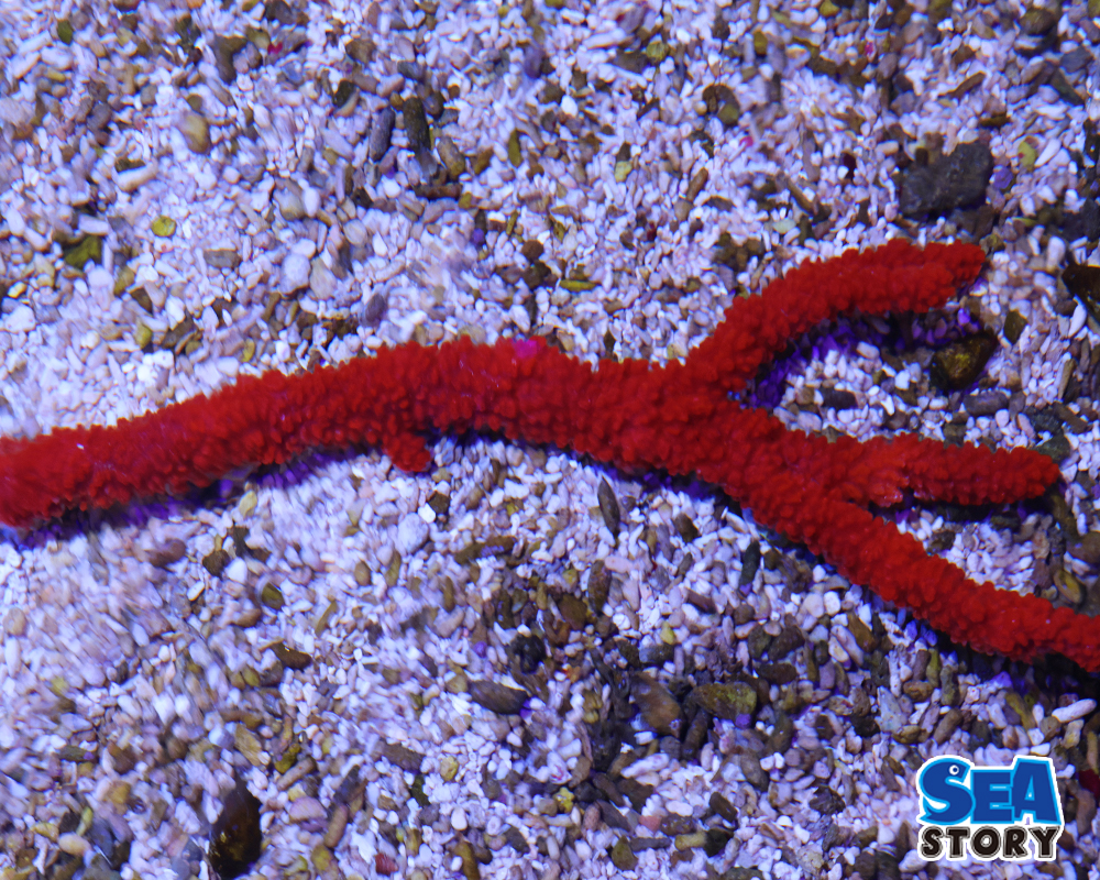 レッドツリースポンジ