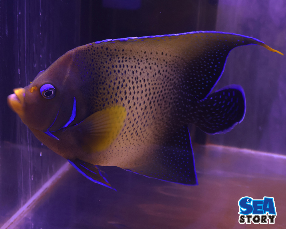 サザナミヤッコ　XL