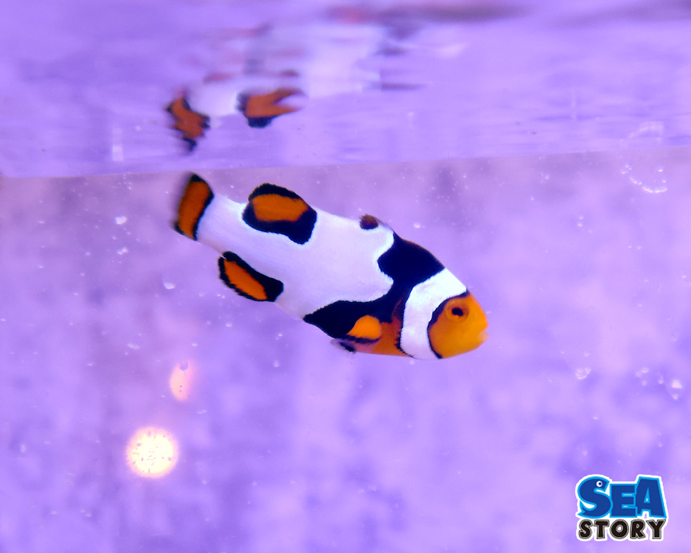 ぺルクラ　オニキスピカソ