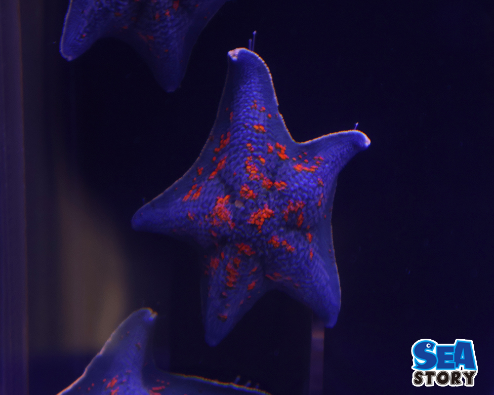 イトマキヒトデ