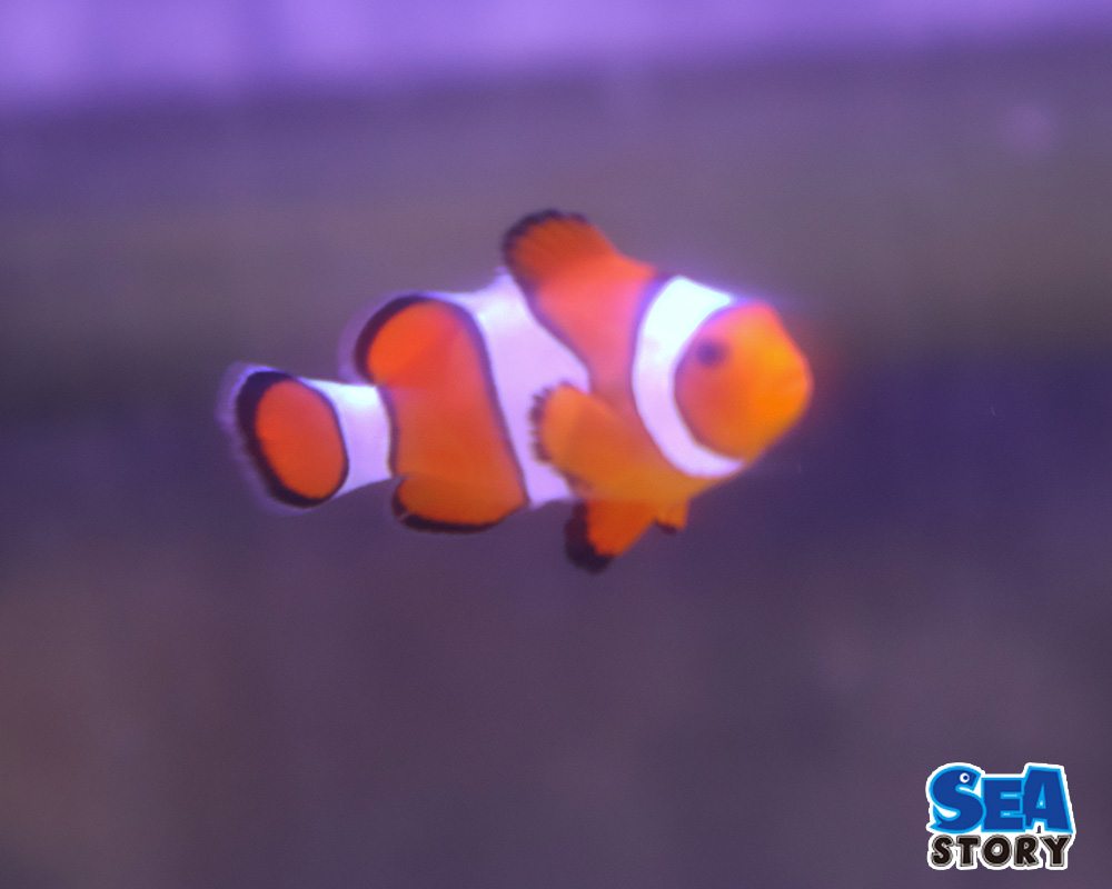 カクレクマノミ　SM